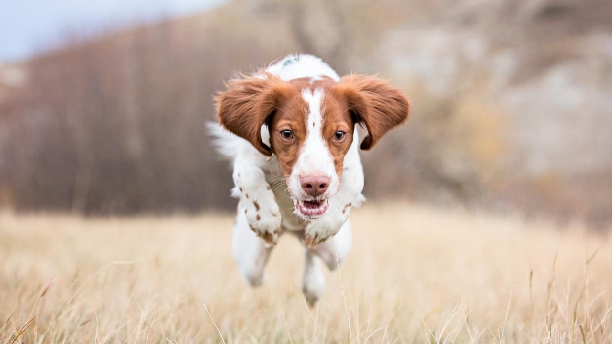  Dog running in field. 