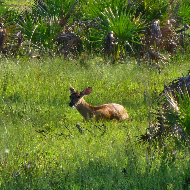 A FWC virtual scavenger hunt leads players to visit Florida’s Wildlife Management Areas.