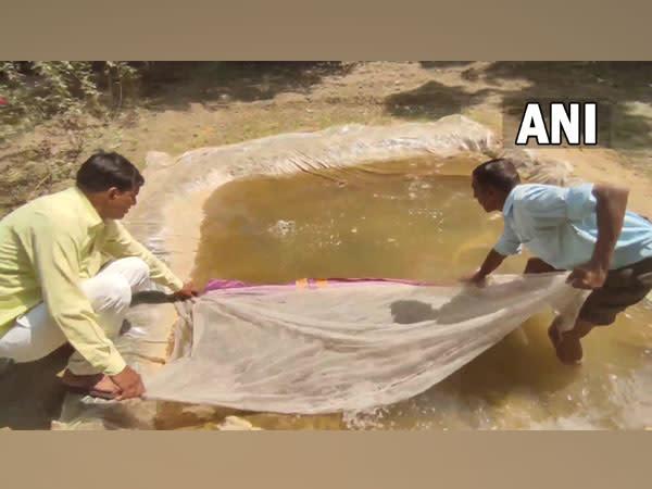 Visuals of Gambusia fish being released in a pond. (Photo/ANI)