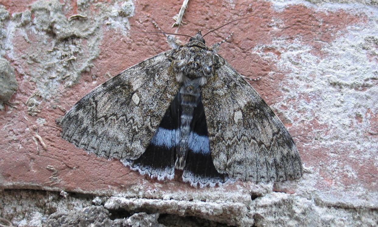 <span>‘Finding a Clifden nonpareil has long been the dream of many naturalists.’</span><span>Photograph: Mark Parsons/Butterfly Conservation</span>