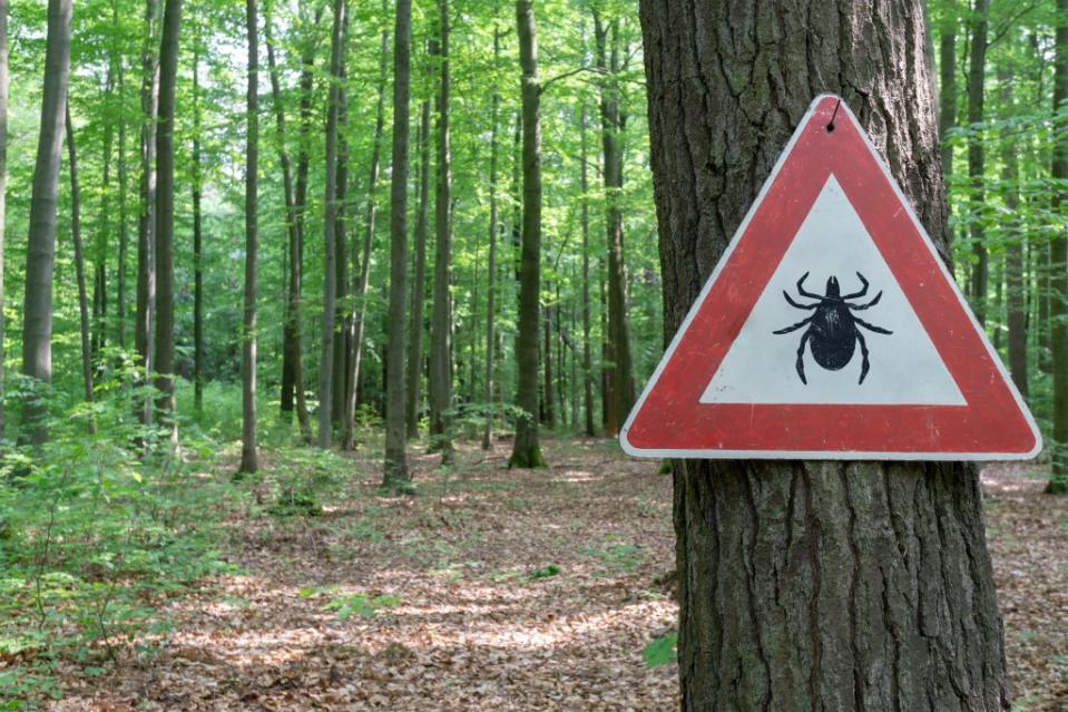 According to estimates, some 476,000 Americans may be diagnosed with Lyme disease this year. gabort – stock.adobe.com