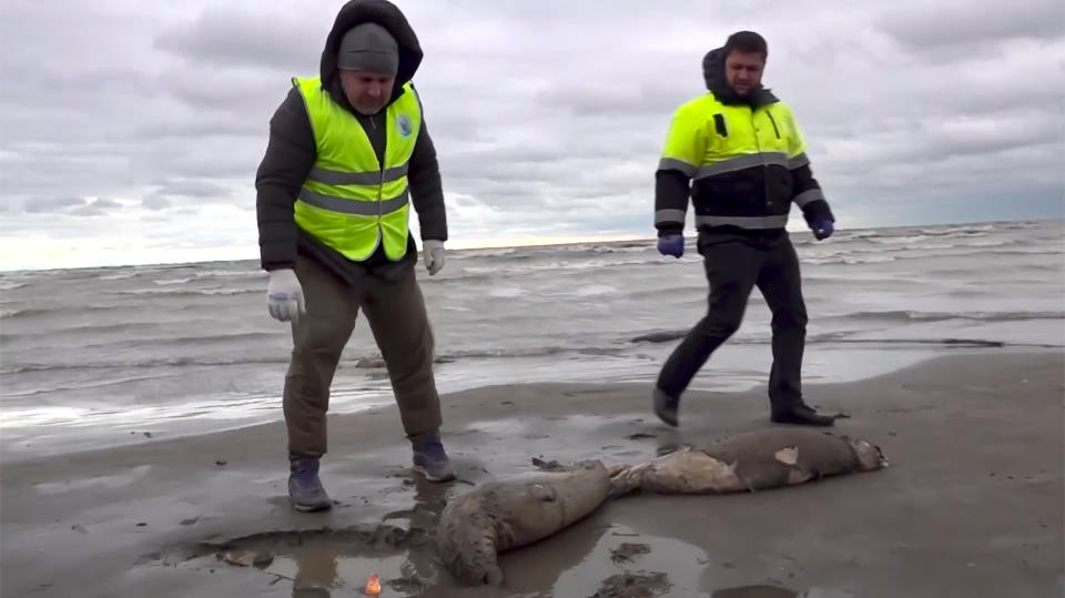 UPDATING THE NUMBER OF DEAD SEALS In this image taken from footage provided by the RU-RTR Russian television on Sunday, Dec. 4, 2022, Interdistrict Environmental Prosecutor's Office employees look at the bodies of dead seals on shore of the Caspian Sea, Dagestan. Officials say that about 1,700 seals have been found dead on the Caspian Sea coast in southern Russia. Authorities in the Russian province of Dagestan say that it’s still unclear what caused the animals’ death, but they likely died of natural reasons. (RU-RTR Russian Television via AP)