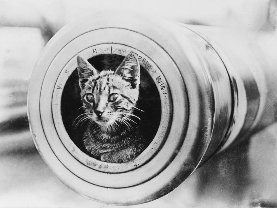 A cat cuddles up on the HMAS Encounter.