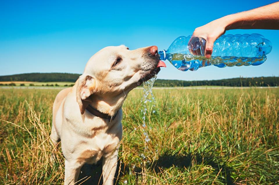   <span class="attribution"><a class="link " href="https://www.shutterstock.com/image-photo/hot-day-dog-thirsty-yellow-labrador-466192118" rel="nofollow noopener" target="_blank" data-ylk="slk:Jaromir Chalabala / Shutterstock;elm:context_link;itc:0;sec:content-canvas">Jaromir Chalabala / Shutterstock</a></span>