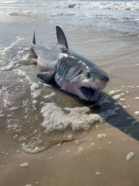 PHOTO: A 7- to 8-foot dead shark appearing to be a great white washed ashore on a Long Island beach, July 20, 2022. (Quogue Village Police Department)