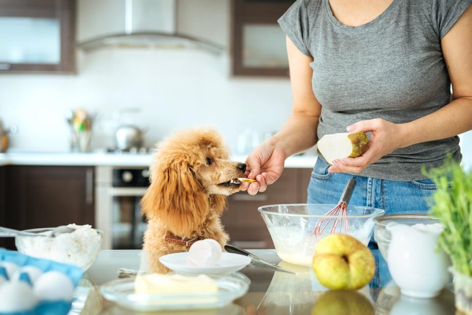 owner feeding her poodle a pear in a modern kitchen