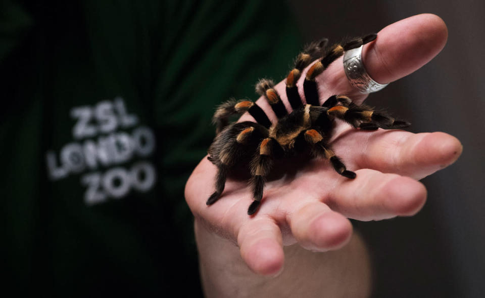<p>Agatha the red kneed spider is weighed during a photo call at the annual weigh-in at London Zoo on August 24, 2016. Every animal that is in the zoo is weighed and measured and the statistics recorded so the data can be shared with zoos across the world. (Hannah McKay/EPA)</p>