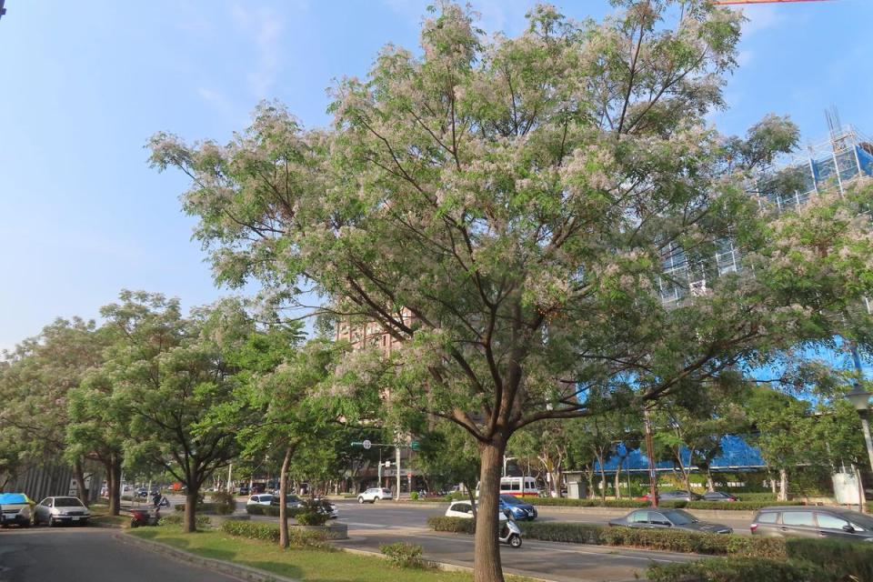 大業路綠地自行車道紫楝正美。（北市工務局公園路燈工程管理處提供）