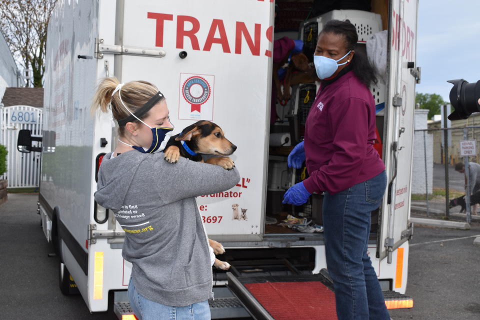 This Nov. 13, 2020 photo provided by Lost Dog and Cat Rescue Foundation shows a handler holding a rescue dog from Georgia in Falls Church, Va. Kim Williams, who volunteers for the Lost Dog and Cat Rescue Foundation says he has tapped into a puppy pipeline to bring some of Georgia’s homeless pet population to the mid-Atlantic region, where demand is outrunning the number of dogs available for adoption.(Kim Williams/The Lost Dog and Cat Rescue Foundation via AP)