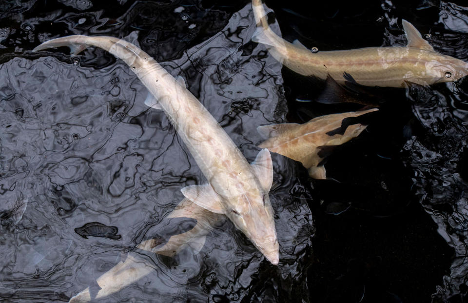 Image: Female sturgeons at Walter Gruell's fish farm in Groedig village near Salzburg, Austria (Joe Klamar / AFP via Getty Images file)