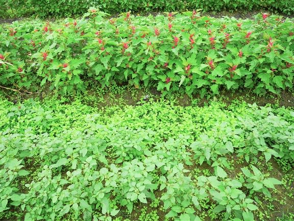 原住民野菜營養又多樣！