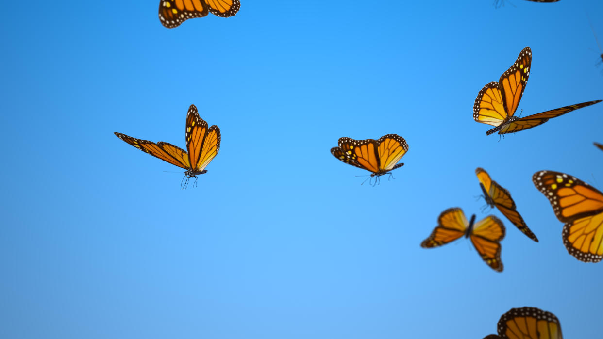 La mariposa monarca migratoria debe ser protegida por los tres países del norte de América por los que pasa (Foto:Getty)