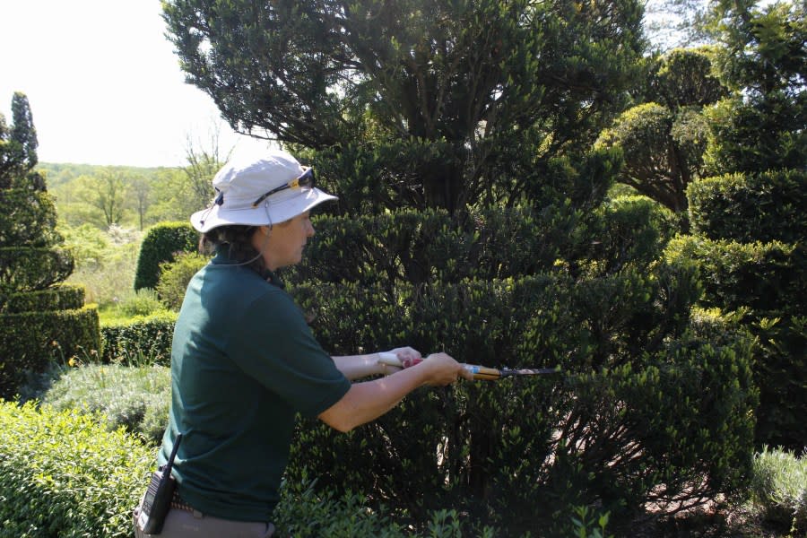 Abby Evans trimming a topiary at Ladew Topiary Gardens