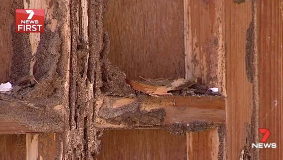 Pest controllers advise six-monthly termite inspections. Source: 7 News