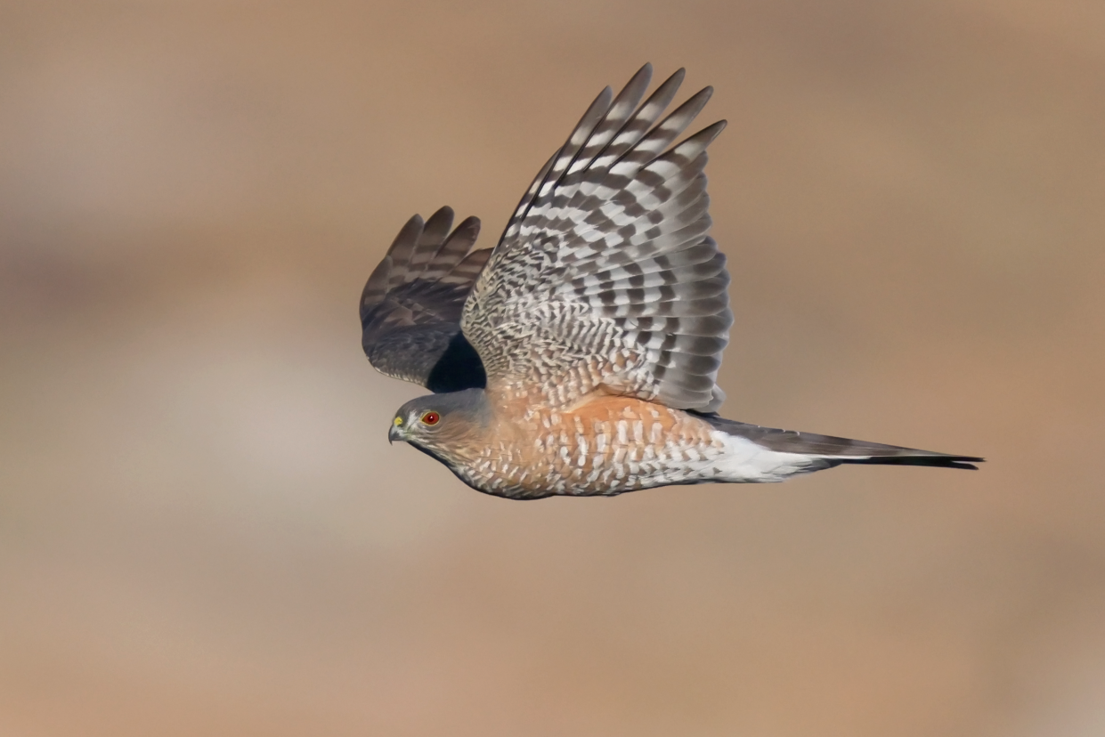 An adult sharp-shinned hawk flies up the Missouri River at Giant Springs State Park.  Sharp-shinned hawks are not uncommon, and are often found hiding in trees and bushes near bird feeders since their diet is primarily small songbirds.