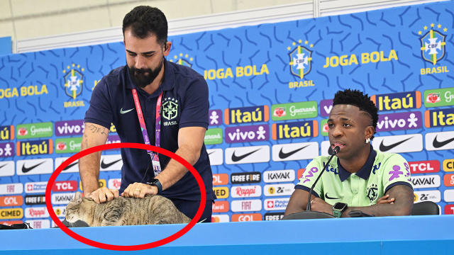 World Cup fans in uproar after Brazil official's 'mean' act towards cat -  Yahoo Sport