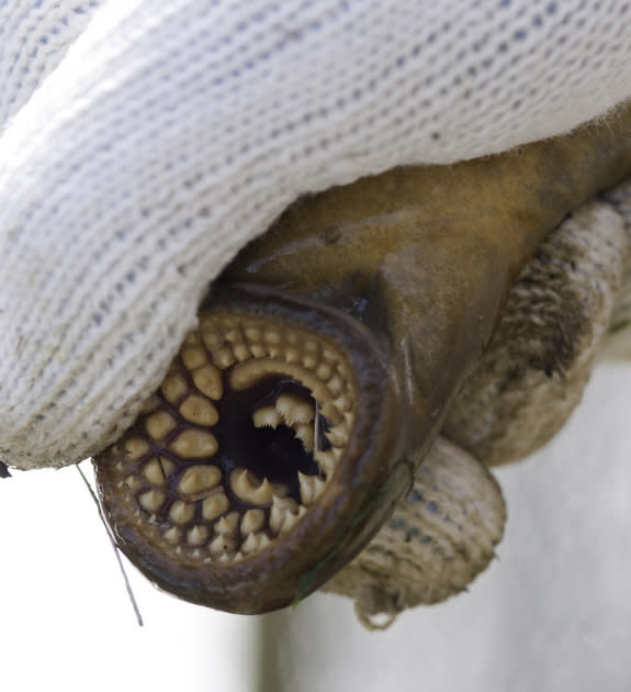 A sea lamprey's sharp teeth are used to rasp into the skin of fish to parasitize them.