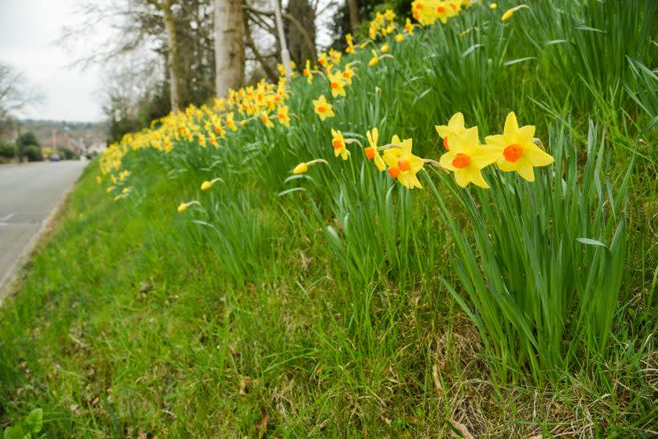 A total of 27 daffodils were picked from Berryhill Park in Mansfield (Picture: SWNS)