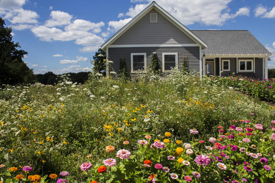 This image provided by American Meadows Inc. shows a lush wildflower meadow growing in place of a residential lawn. (American Meadows Inc. via AP)