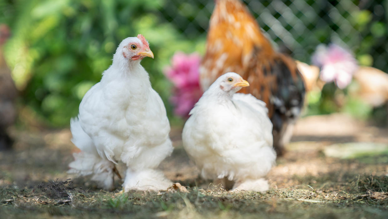 Decorative white chickens of the Cochin breed