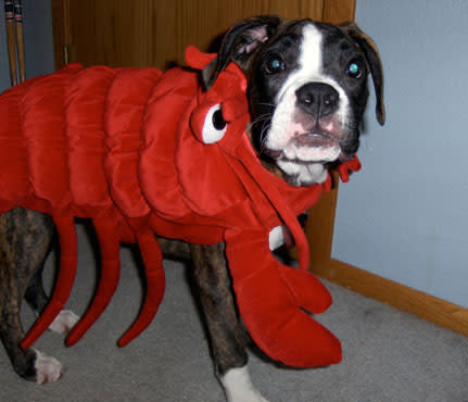 Zany the Lobster!