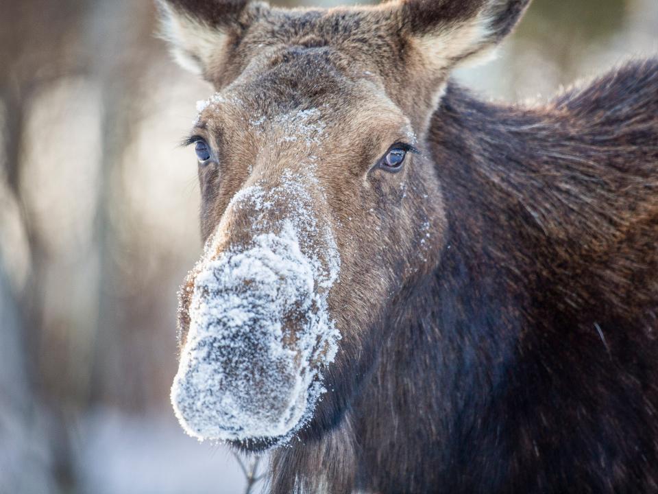 moose in jackson hole wyoming