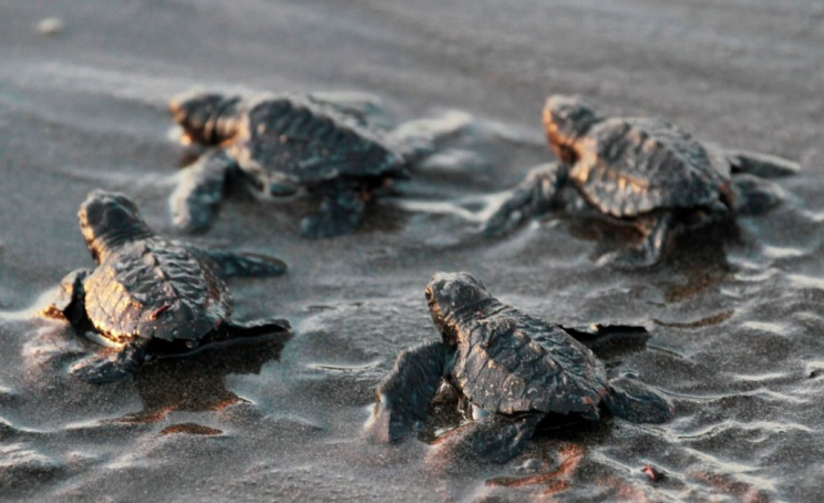 The Barbados Sea Turtle Project work to save newly-hatched hawksbill turtles