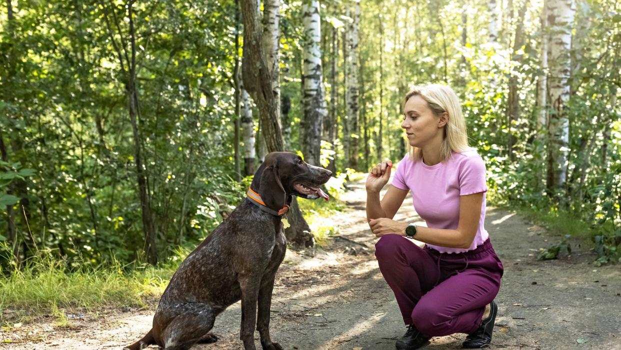 a woman trains her dog to focus on her on a wooded trail