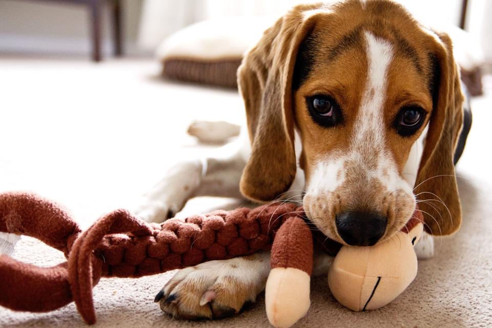 The Best Puppy Teething Toys That Will Survive Even the Toughest Chewer