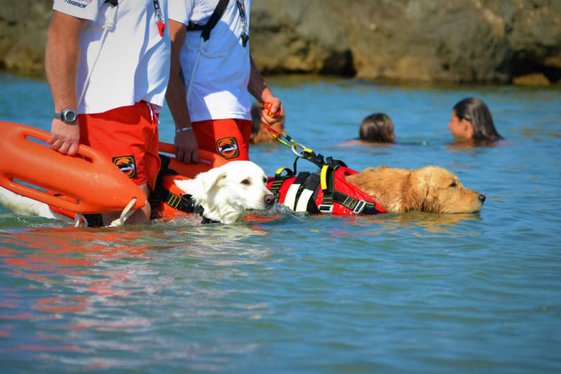 救援犬學校訓練狗狗進行海上救人活動。（圖／翻攝自SICS Scuola Italiana Cani Salvataggio-Tirreno臉書粉專）