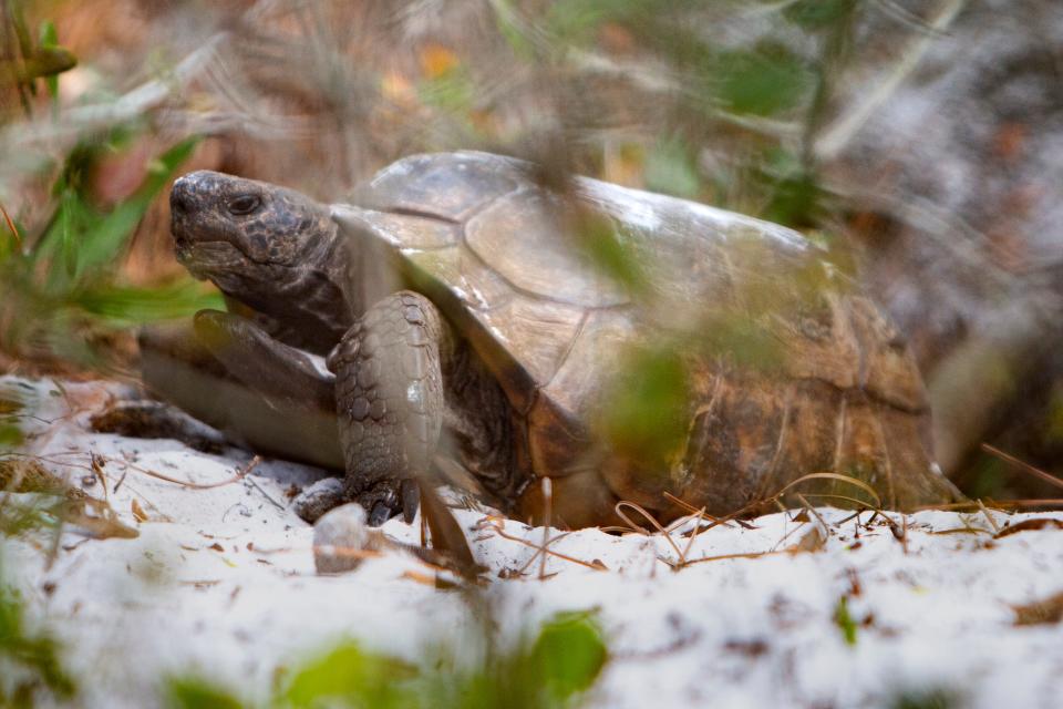 A gopher tortoise is pictured, March 6, 2020, at The Naples Preserve. Some gopher tortoise burrows  in Lehigh Acres were collapsed last week by heavy equipment.