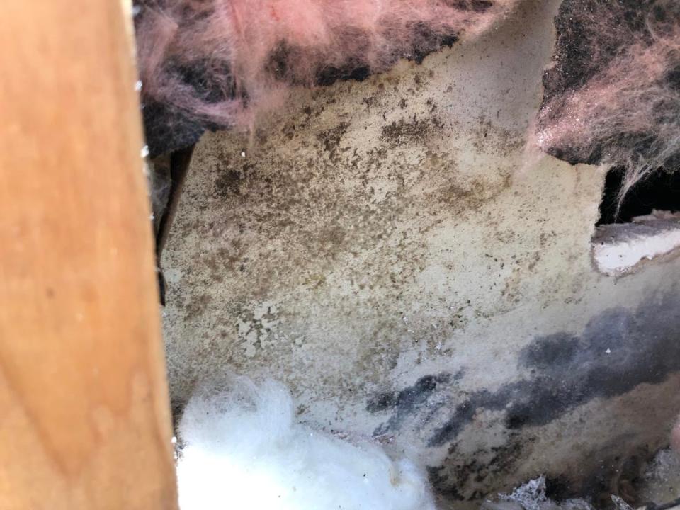 Close up of mold on insulation.