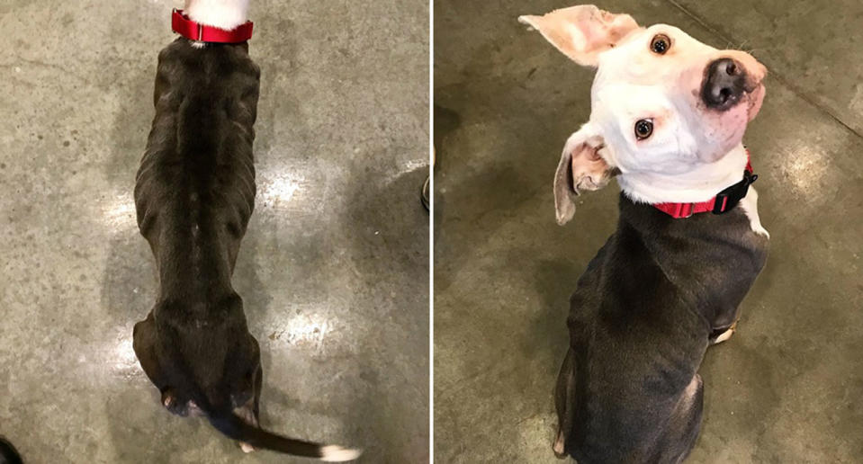 Sky, a six-year-old dog, was found with a note around her neck at Delaware Humane Association’s shelter. Source: Facebook/ Delaware Humane Association