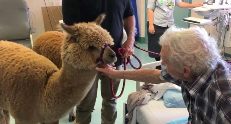 The animals have already made three visits to the hospital in Queensland. Source: Metro South Health