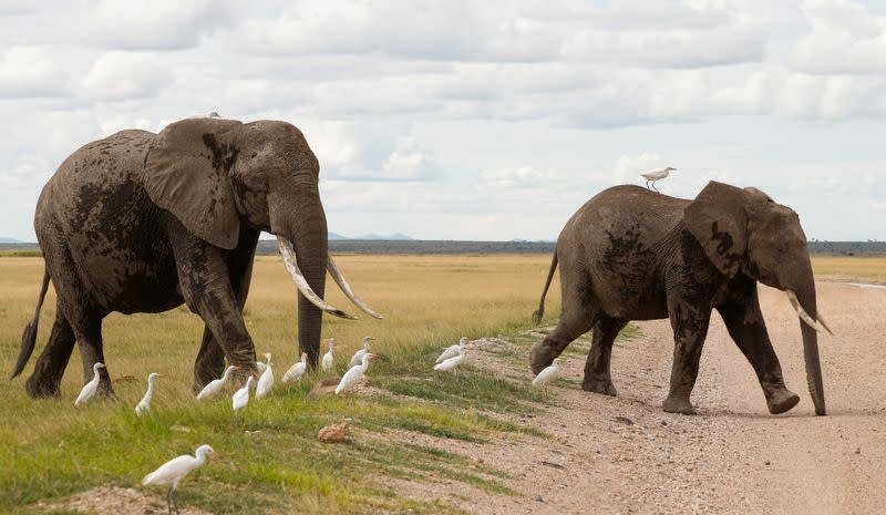 Elephants walk at the Amboseli National Park in Kajiado County