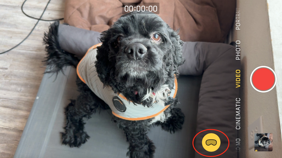 A capture of a very cute dog to show off the new spatial video icon. 