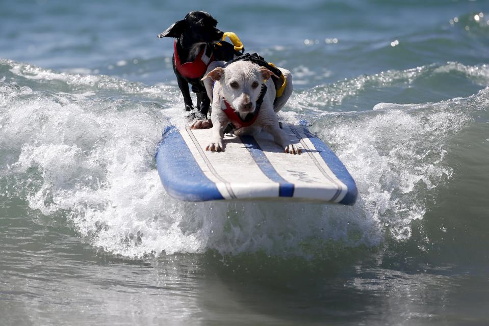 Two dogs surf during the Surf City Surf Dog Contest in Huntington Beach