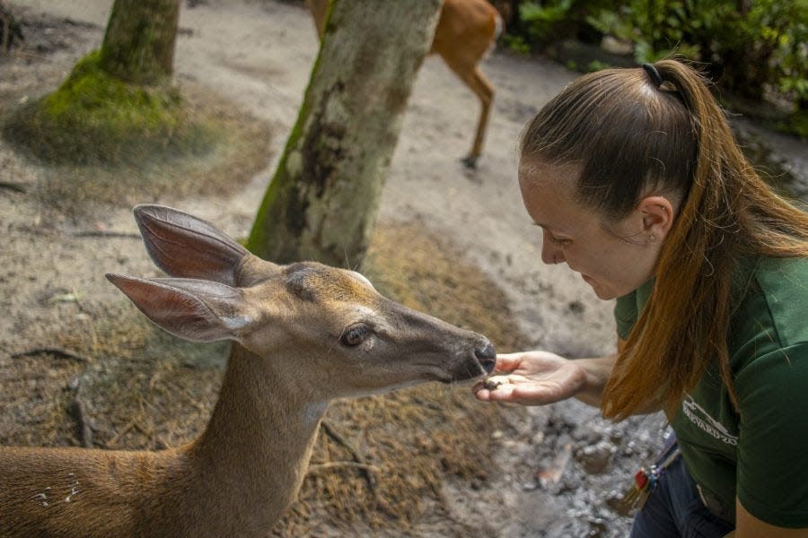 Clementine the deer lived at Brevard Zoo since 2008, when she arrived as a fawn.