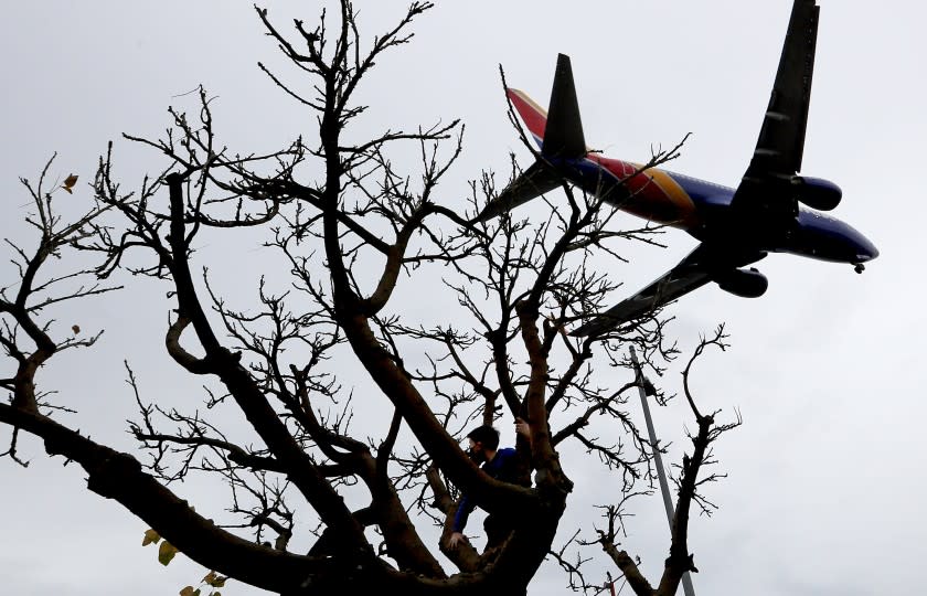 A child climbs a tree as a jetliner makes a landing at LAX on Christmas Eve,