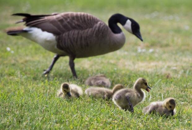 Canada geese may be hatching later than normal due to a spring drought. (Darryl Dyck/Canadian Press - image credit)