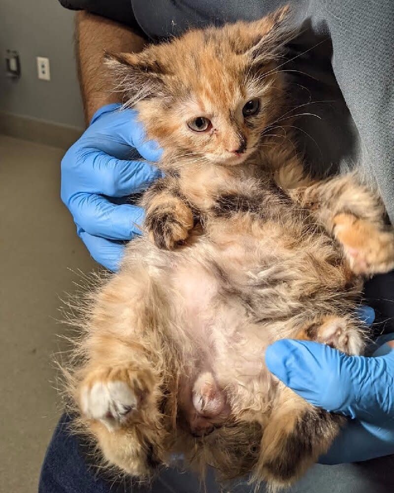 Rare kitten, the ‘unicorn of cats,’ is adopted from Las Vegas animal shelter, staff says;