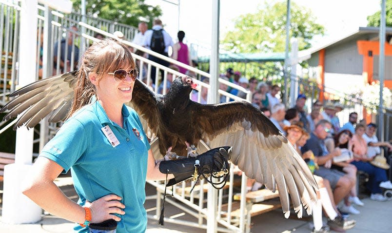 Lindsay Focht of Schlitz Audubon Nature Center holds Tallulah, a turkey vulture in the center's raptor education program, during an event at the Wisconsin State Fair in West Allis.