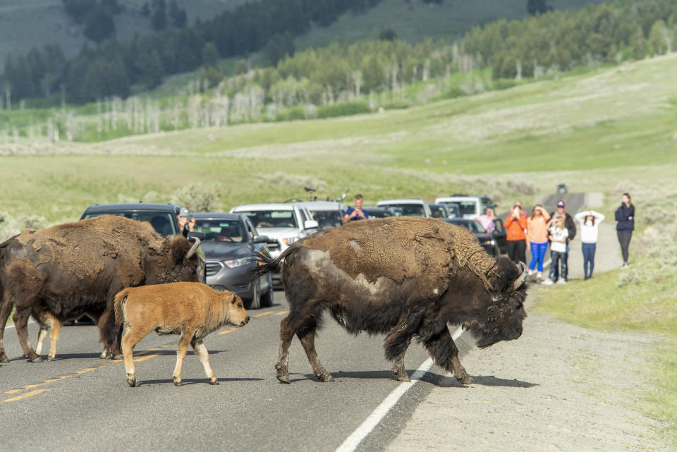 YELLOWSTONE NATIONAL PARK,WY - JUNE 08: Visitors watch bison and their newborns as they cross the road in Yellowstone National Park on June 8,2021. Yellowstone is seeing a record number of visitors since all entrances were open for the 2021 tourist season.  (Photo by William Campbell/Getty Images)