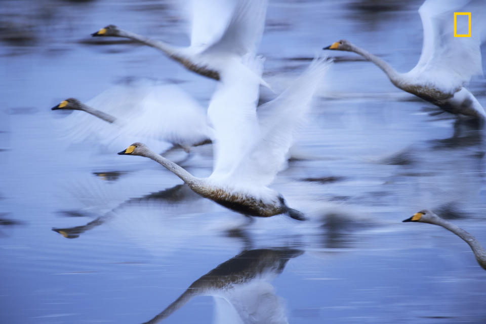 "Swans glide over the water in Kabukurinuma, Osaki, Japan, a protected wetland. Since many of Japan&rsquo;s wetlands have been lost, this area has become a rare wintering place for birds and may be a last paradise for them. I was particularly impressed by the swans, and careful not to disturb them when taking pictures. I took into account wind direction and shutter speed to capture the strength and elegance of their flapping wings." ―&nbsp;<a href="http://yourshot.nationalgeographic.com/profile/260205/" target="_blank">Hiromi Kano</a>&nbsp;(<a href="http://travel.nationalgeographic.com/photographer-of-the-year-2017/gallery/winners-all/2" target="_blank">Second place winner, Nature</a>)