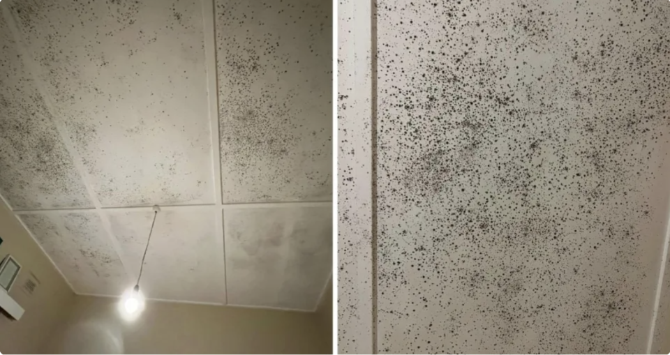 Pictures showing extreme mould on the roof of an Australian rental property.