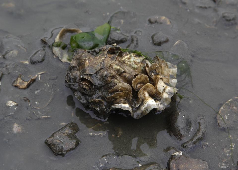 FILE - This June 21, 2010, file photo, shows a Pacific oyster ready to be harvested at low tide near Olympia, Wash. Scientists blame higher levels of carbon dioxide in Pacific Ocean waters caused by man-made global warming for the failure of oysters to produce young at an Oregon hatchery. (AP Photo/Ted S. Warren, File)