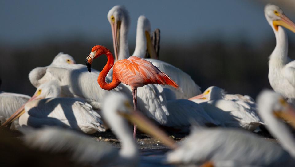 An American flamingo hangs out with a flock of American white pelicans in the Rookery Bay National Estuarine Research Reserve in the 10,000 Islands on Friday, Jan.14, 2022. It is was discovered earlier this week. It is believed to be the first American flamingo documented by photo in Collier County. Trip to photograph the flamingo was courtesy of Keith Laakkonen, director of the Rookery Bay National Estuarine Research Reserve in Collier County.