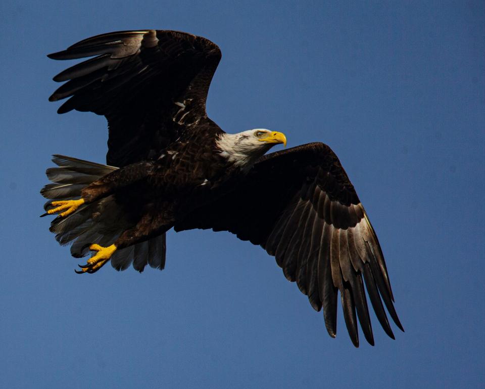 A bald eagle takes flight from a nest on Sanibel on Tuesday, Jan. 23, 2024.