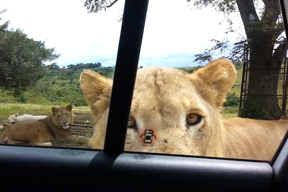 Lion near car