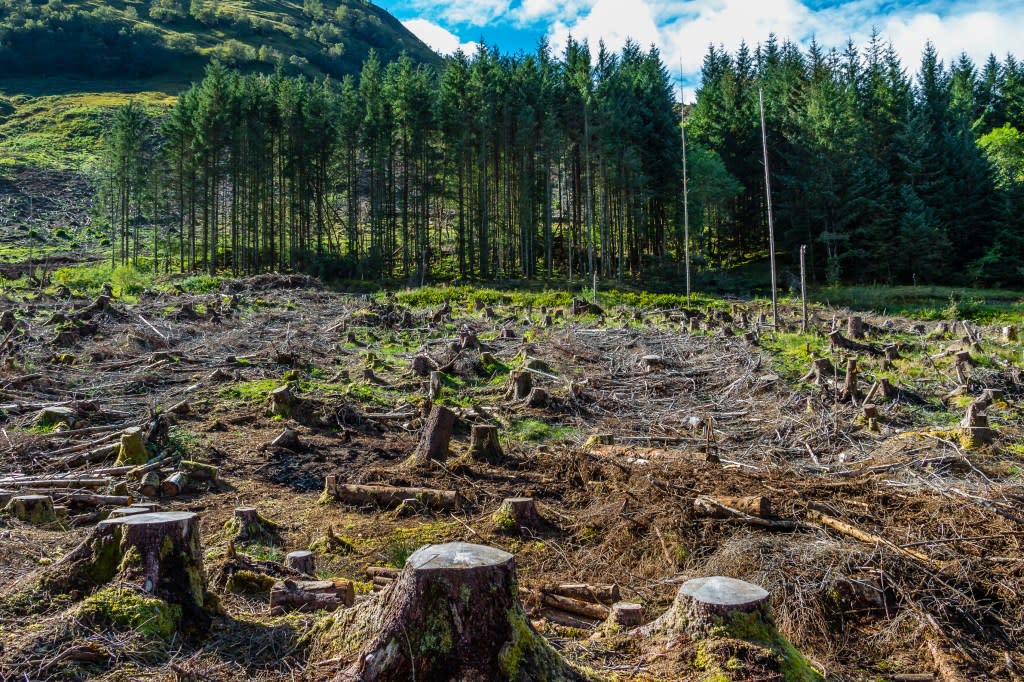 Ugandans are working to restore their forests. The county has lost 13% of its tree cover since 2000. (Adobe Stock)